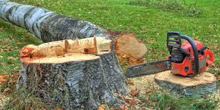 Best Tree Maintenance Programs  in Ruidoso, NM
