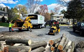 Best Emergency Tree Removal  in Ruidoso, NM