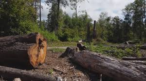 Professional Tree Removal in Ruidoso, NM