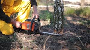 Best Tree Cabling and Bracing  in Ruidoso, NM