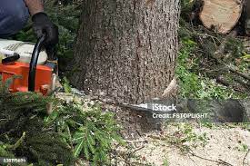 Best Tree Disease Treatment  in Ruidoso, NM