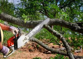 Best Lot and Land Clearing  in Ruidoso, NM