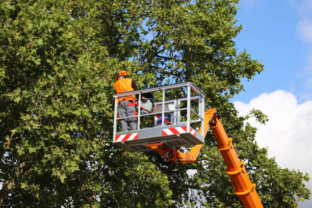 Best Pest Control for Lawns  in Ruidoso, NM