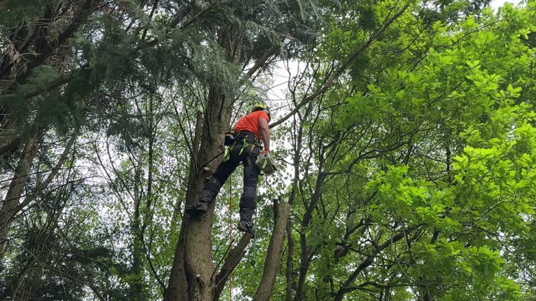 Best Arborist Consultation Services  in Ruidoso, NM