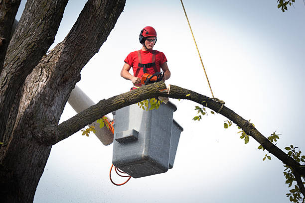 Best Tree Removal  in Ruidoso, NM
