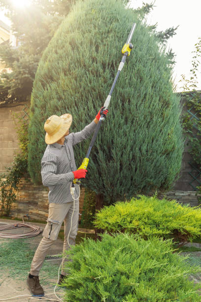 Best Lawn Mowing  in Ruidoso, NM
