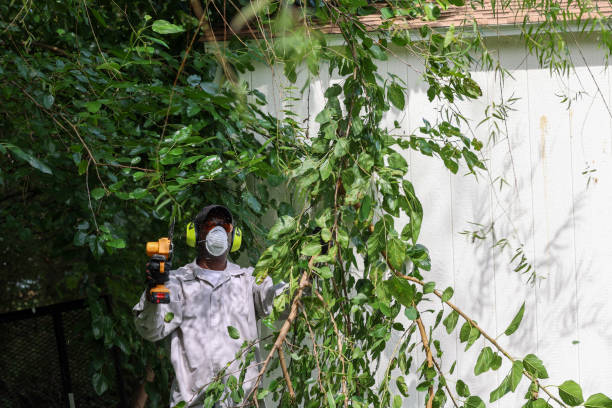 Best Tree Maintenance Programs  in Ruidoso, NM