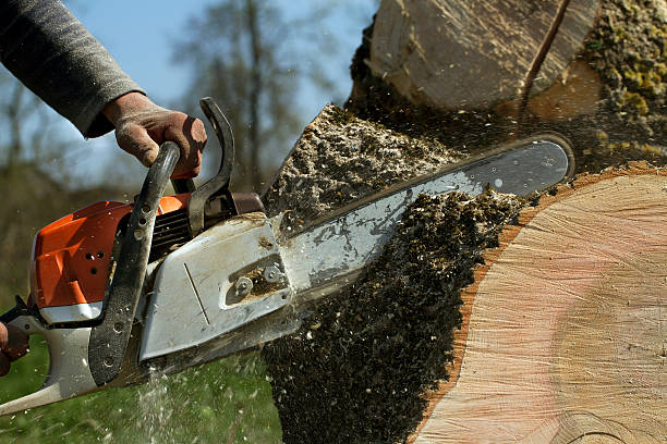 Best Tree Trimming and Pruning  in Ruidoso, NM